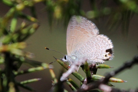 Two-spotted Line-blue (Nacaduba biocellata)